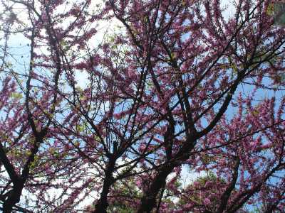 ...e un bellissimo esemplare di albero di giudea ricco di fiori rosa